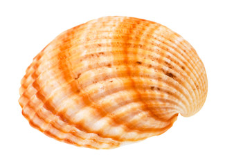 striped orange conch of cockle isolated on white