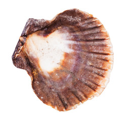 empty dark brown shell of scallop isolated