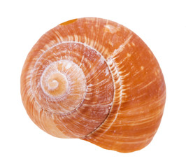 orange shell of snail isolated on white