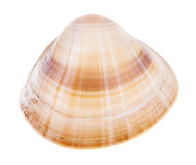 striped light brown shell of clam isolated