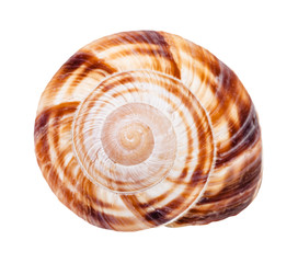 helix shell of burgundy snail isolated on white