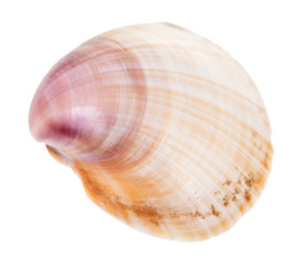 brown and purple shell of clam isolated on white