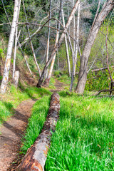 Forest path outlined by early Spring grass