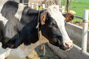 Australian cow in the farm