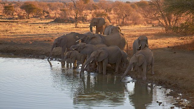 A herd of African Elephants drinking from a Waterhole one evening, on the Madikwe Game Reserve in South Africa.