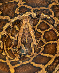Close-up of python curled up in rings. Photo of a reticulated python head in top view