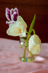 Lovely tender flowers of tulips of purple and creamy white color. Still life. green leaves. Calm pink and brown background