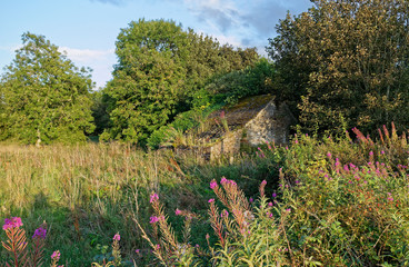 A derelict Farm Cottage partially hidden in the trees and undergrowth with its roof timbers exposed...