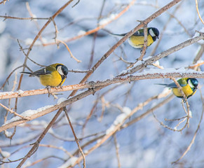 Titmouse on a snowy winter day