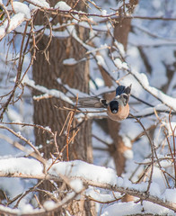 reddish chest bullfinch sitting on a tree branch.