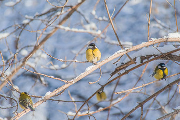 Titmouse on a snowy winter day