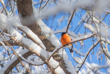 reddish chest bullfinch sitting on a tree branch.