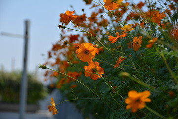 autumn leaves on blue background