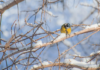 Titmouse on a snowy winter day