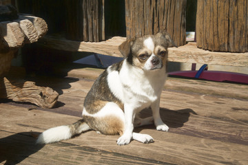 Chihuahua dog sitting on the balcony of the house