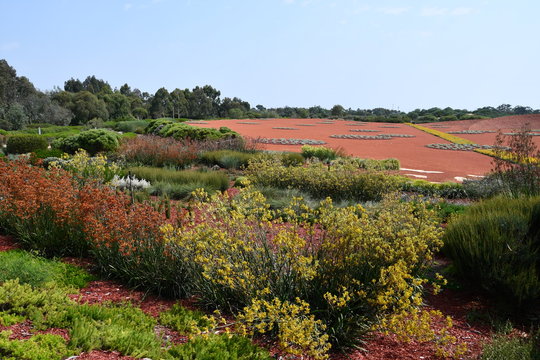 Kangaroo paw plants in front of the red sand desert garden at Australia Garden in the Cranbourne Royal Botanic Gardens.