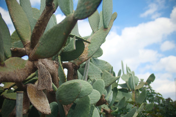 Cactus Field on a sunny day. Cloudy skies.