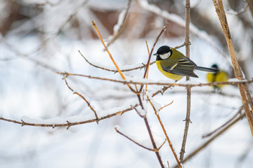 Naklejka premium Titmouse on a snowy winter day
