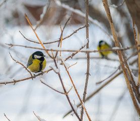Titmouse on a snowy winter day
