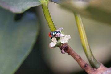 collecting pollen by bee on plant in nature