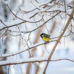 Titmouse on a snowy winter day