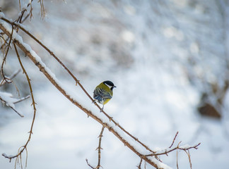 Titmouse on a snowy winter day