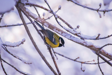 Titmouse on a snowy winter day