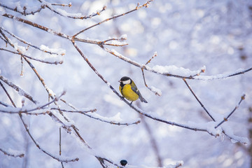 Naklejka premium Titmouse on a snowy winter day