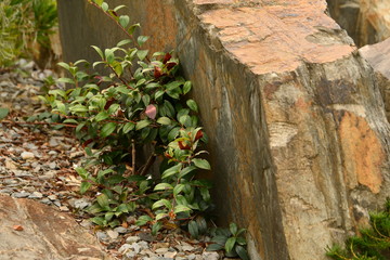 An intimate landscape, a rock garden,  in Australia Garden at the Royal Botanic Gardens, Cranbourne, Victoria.