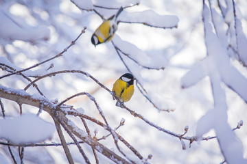Titmouse on a snowy winter day