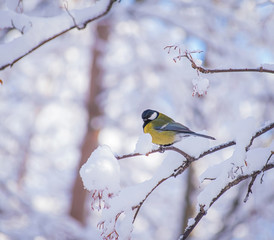 Titmouse on a snowy winter day