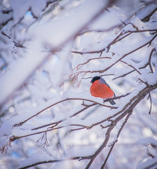 reddish chest bullfinch sitting on a tree branch.