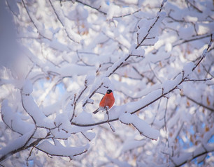 reddish chest bullfinch sitting on a tree branch.