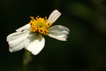 Fototapeta premium Margarita entre la oscuridad