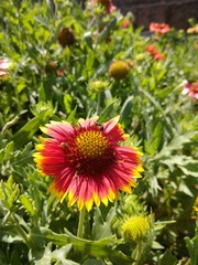 flowers in the garden