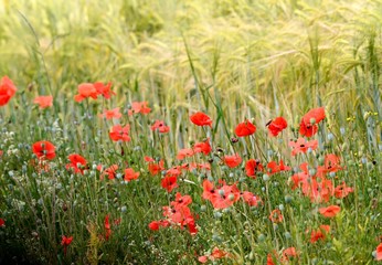 poppy field of red poppies