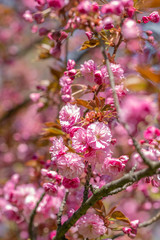 Naklejka premium Bright pink cherry blossom flowers.