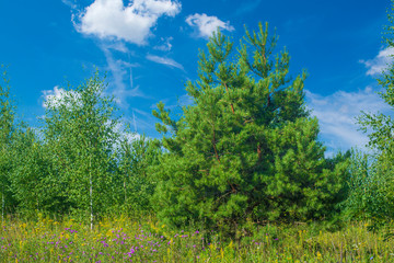 Obraz premium Young, recently planted spruce and birch trees in a clearing against the blue sky with clouds