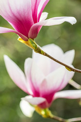 Flowering Magnolia Tulip Tree close up