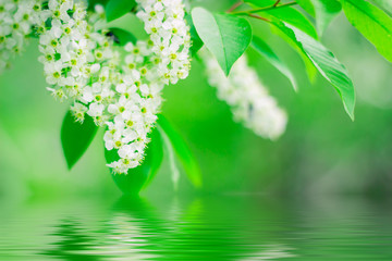 Cherry flowers with green leaves over water. Spring background.