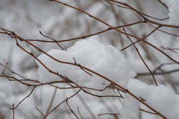 Thin branches without leaves sprinkled with snow