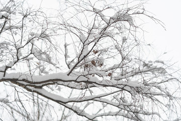 Thin branches without leaves sprinkled with snow