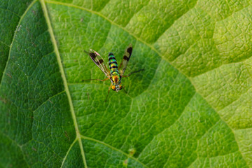 Green Long-legged Fly on a leaf