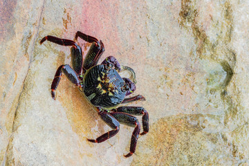 Red Rock Crab eating a starfish on the rocky shore