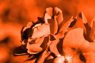 Beautiful rose flower in the summer garden closeup. Orange color toned