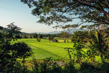Green rice field landscape in Thailand