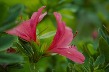 red flower in garden