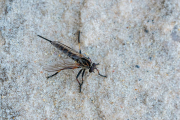 Soldier Fly the rocky shore