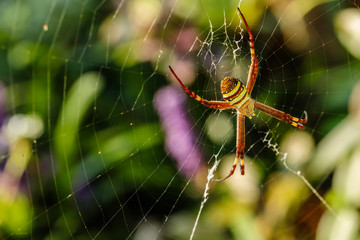 St Andrews Cross Spider in its web
