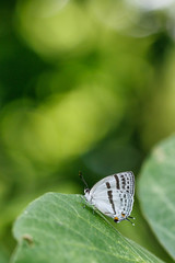 ミズイロオナガシジミ